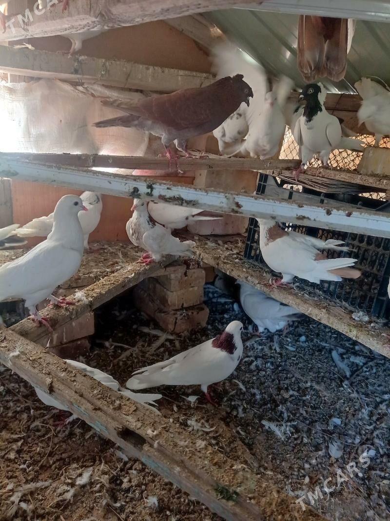 kepderi - Tejen - img 8