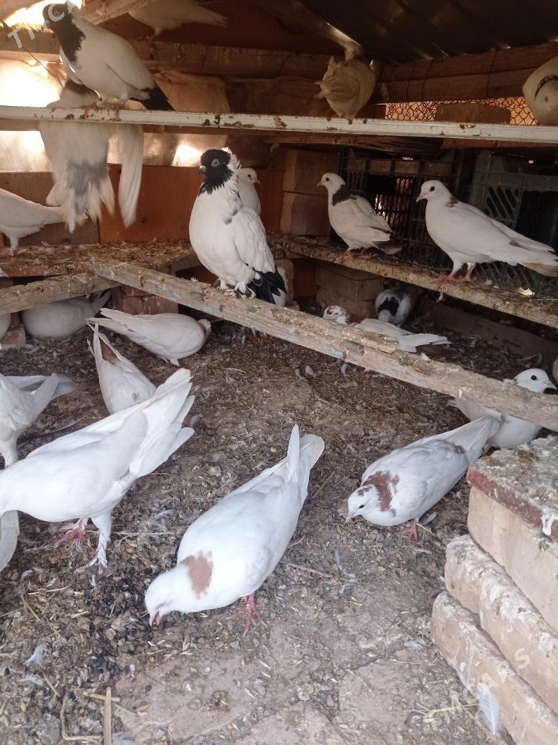 kepderi - Tejen - img 6