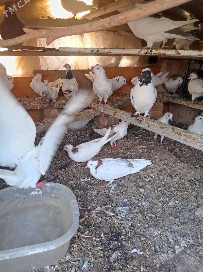 kepderi - Tejen - img 4