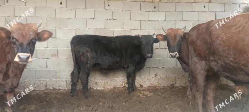 ökiz - Bagyr - img 2