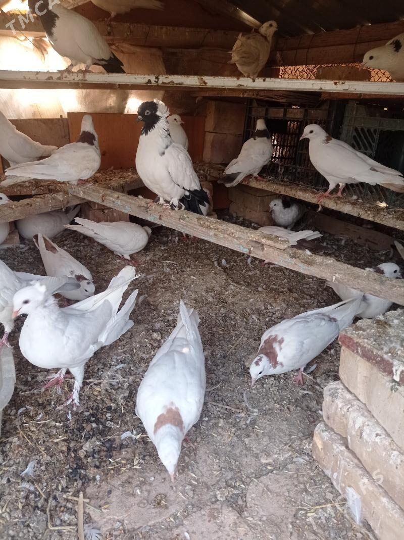 kepderi - Tejen - img 5