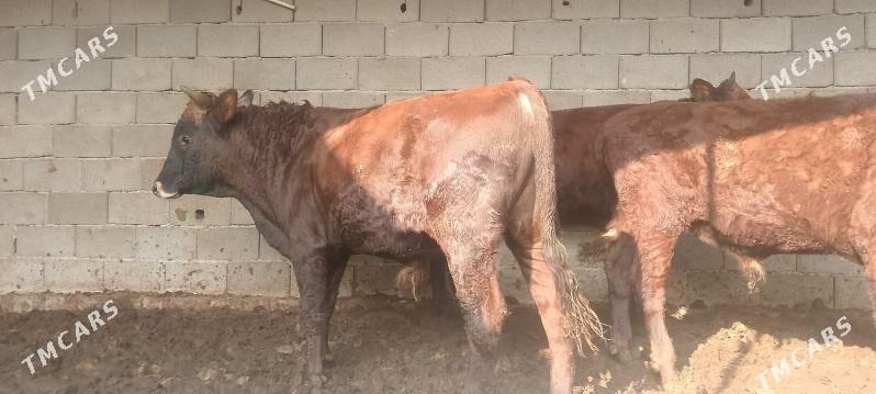 ökiz - Bagyr - img 4