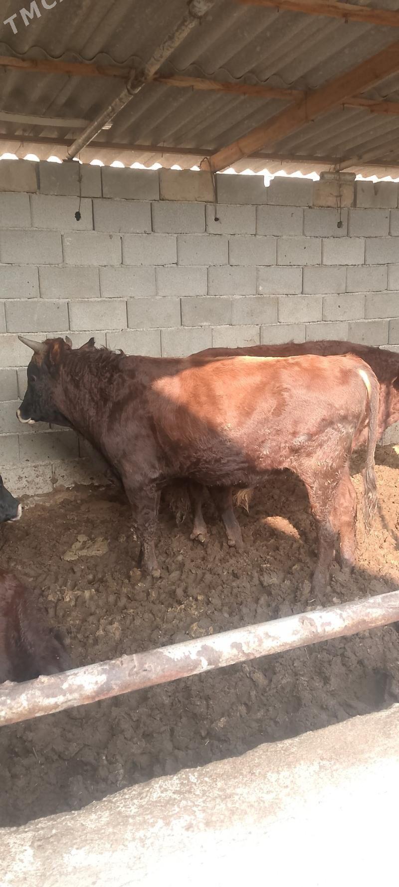 ökiz - Bagyr - img 5