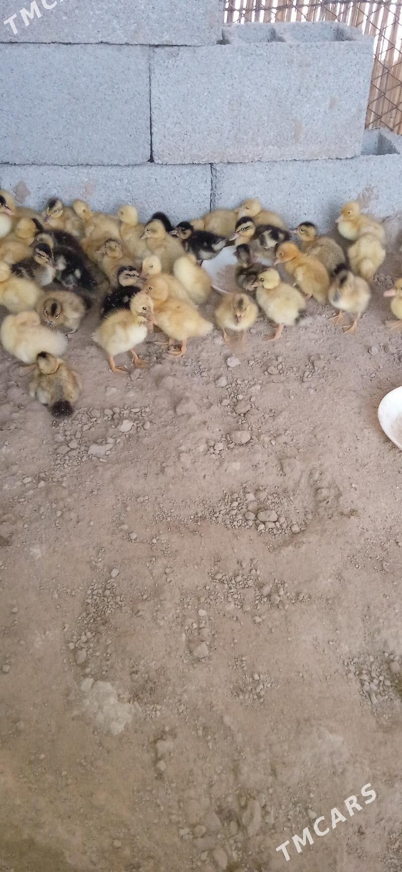 Ýaşylbaş ördek jüýje - Sakarçäge - img 3