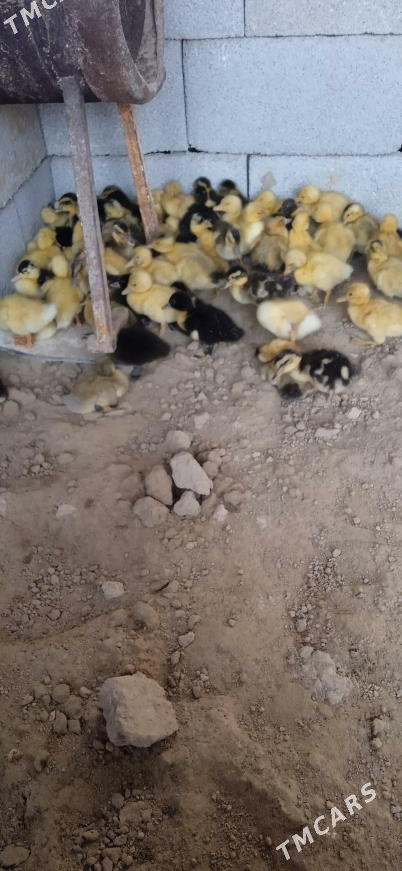 Ýaşylbaş ördek jüýje - Sakarçäge - img 2