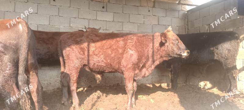 ökiz - Bagyr - img 3