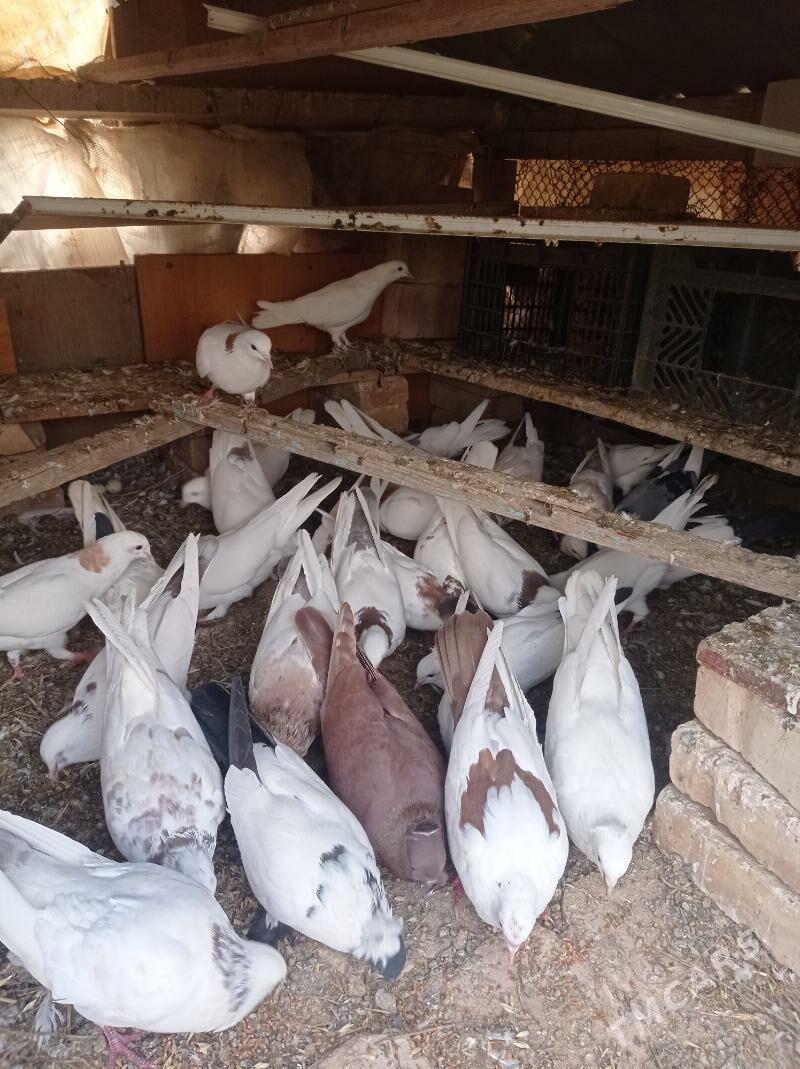 kepderi - Tejen - img 3