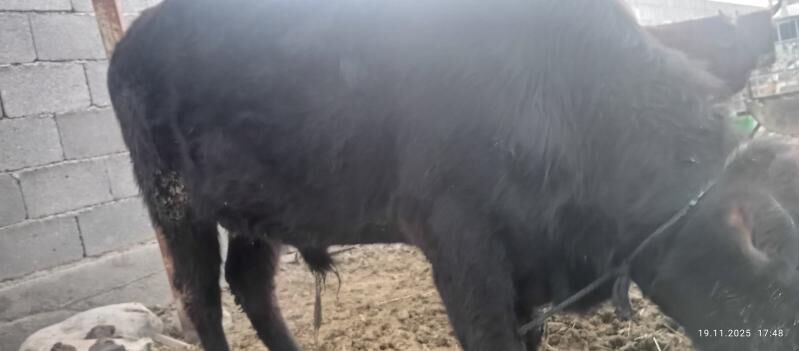 okuz - Ak bugdaý etraby - img 2