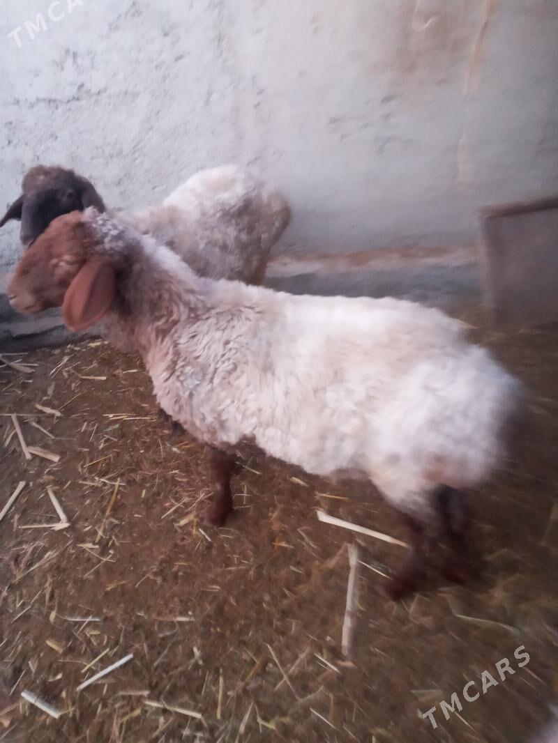 goyun goc - Дашогуз - img 2