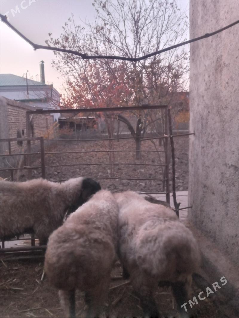 goyun goc - Дашогуз - img 3