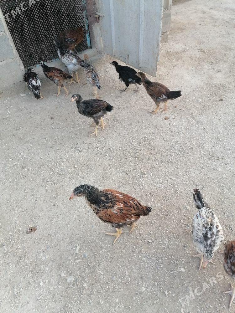 Paroda jujeler - Gumdag - img 1