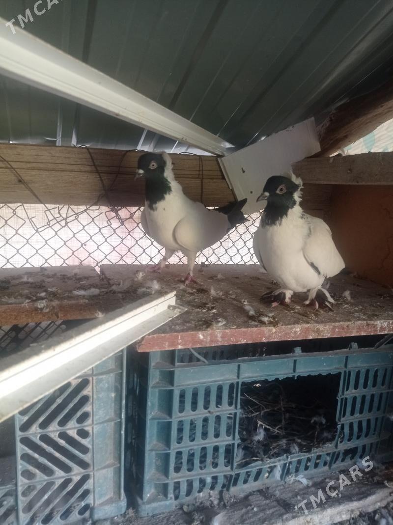 kepderi - Tejen - img 9