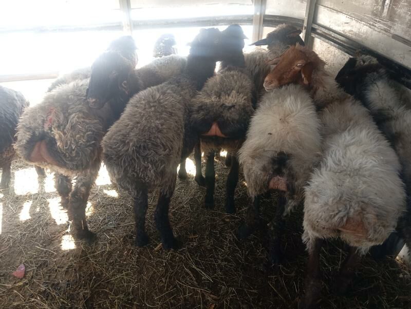 issek tokly goyun - Aşgabat - img 5