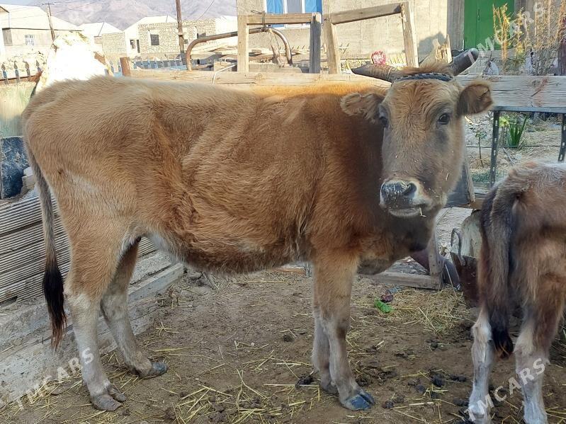 sygyr - Балканабат - img 2