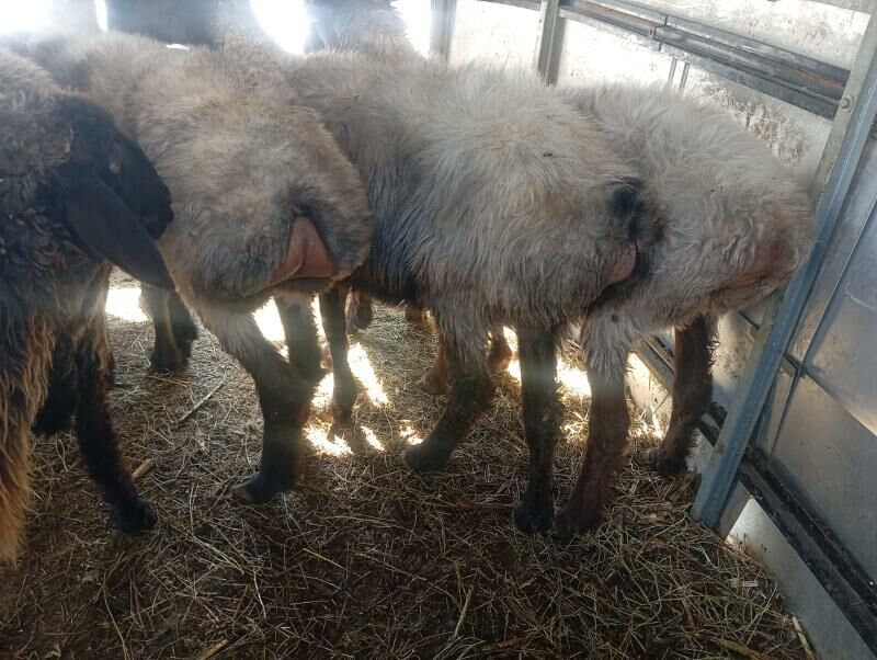 issek tokly goyun - Aşgabat - img 7