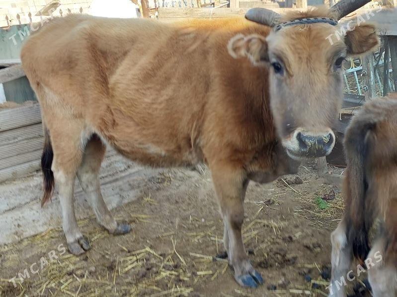 sygyr - Балканабат - img 1