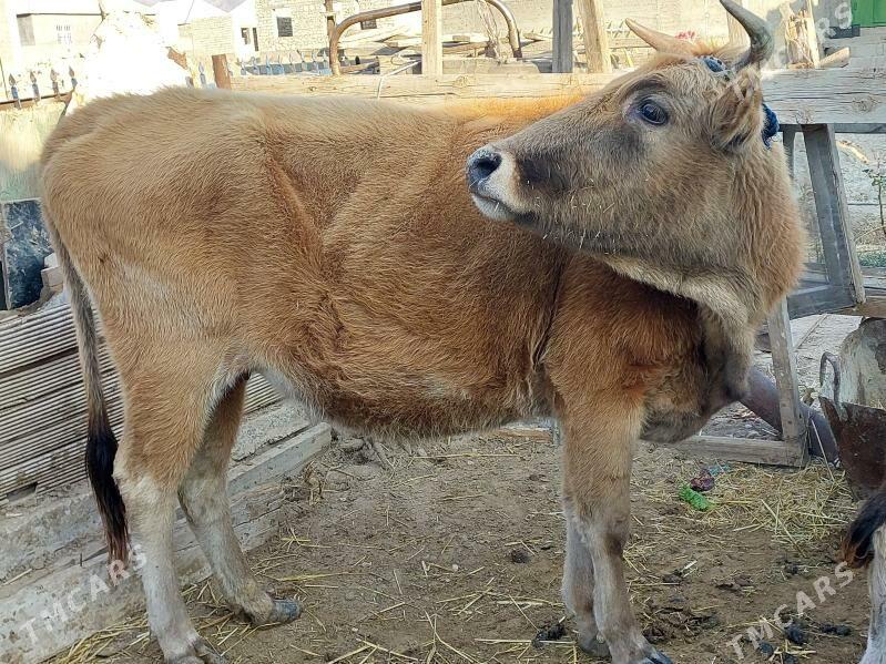 sygyr - Балканабат - img 3