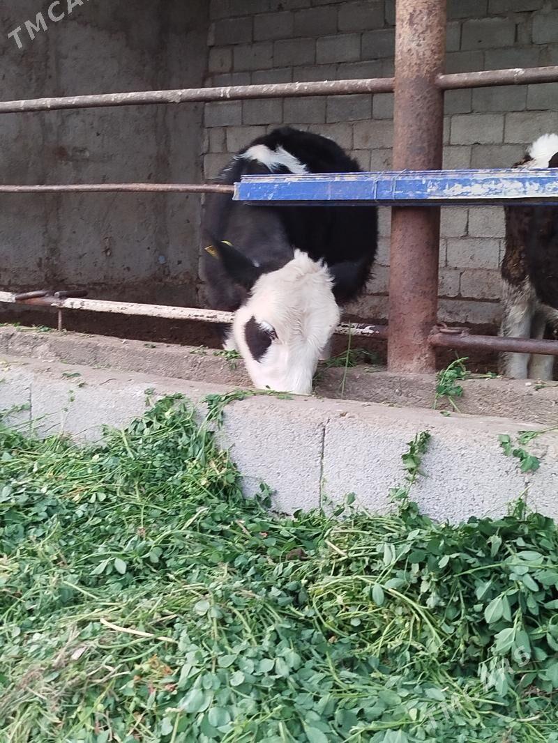 orginal galisteyin tuweler - Bagyr - img 3