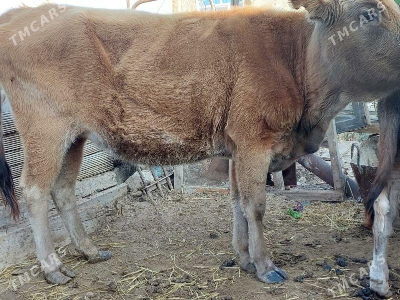 sygyr - Балканабат - img 4