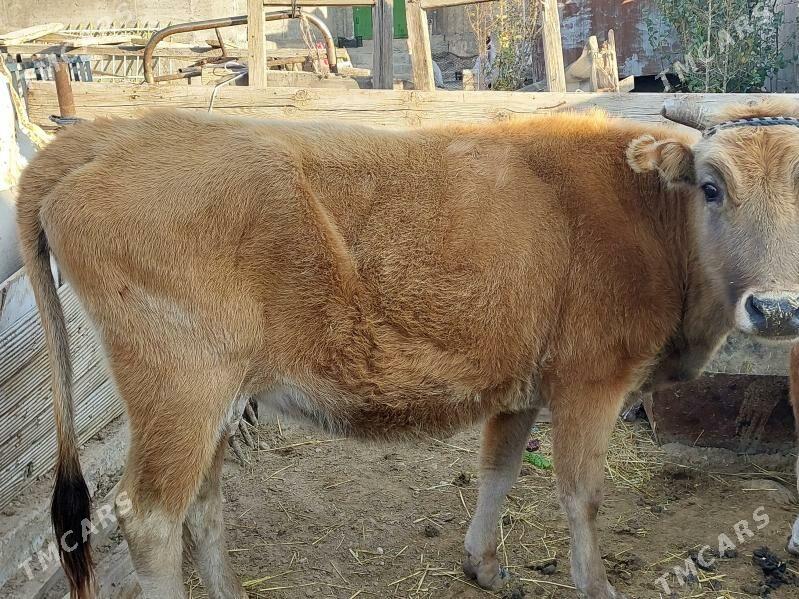 sygyr - Балканабат - img 5