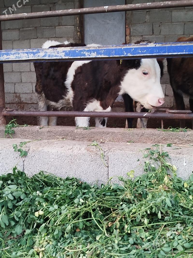 orginal galisteyin tuweler - Bagyr - img 4