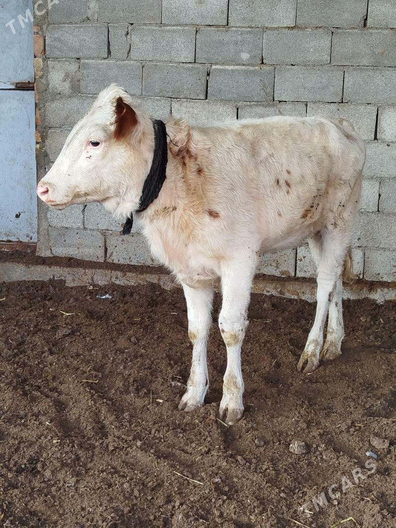 orginal galisteyin tuweler - Bagyr - img 6