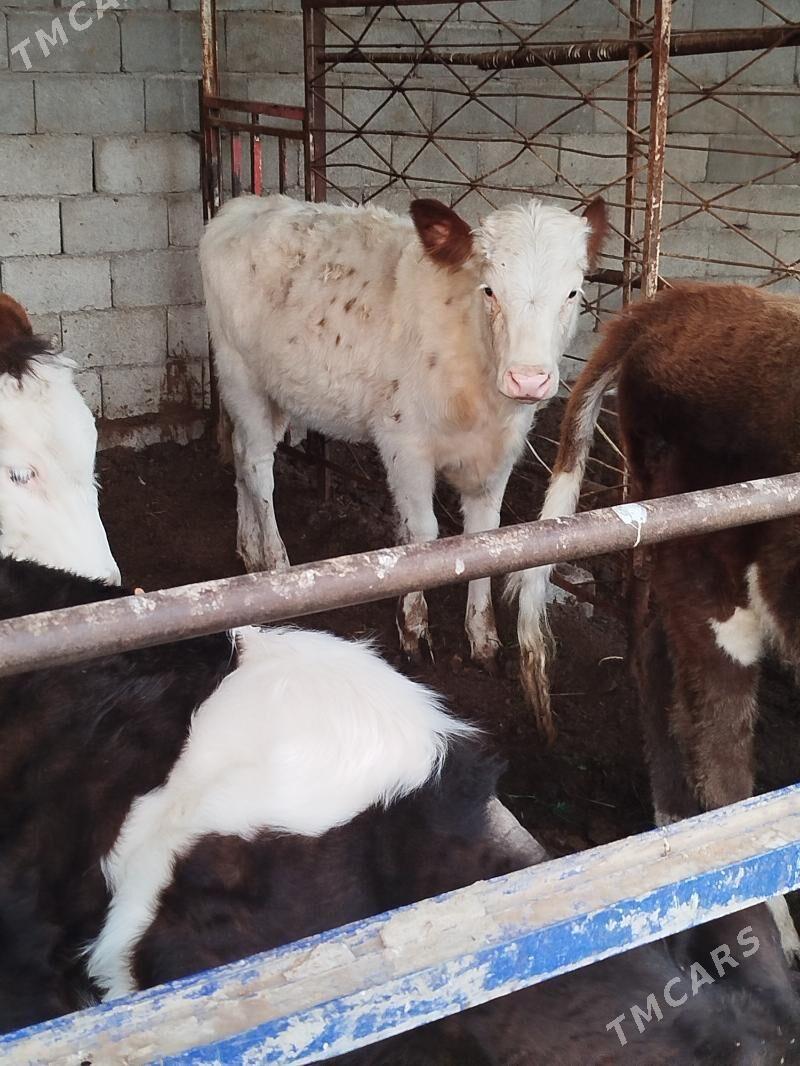 orginal galisteyin tuweler - Bagyr - img 5