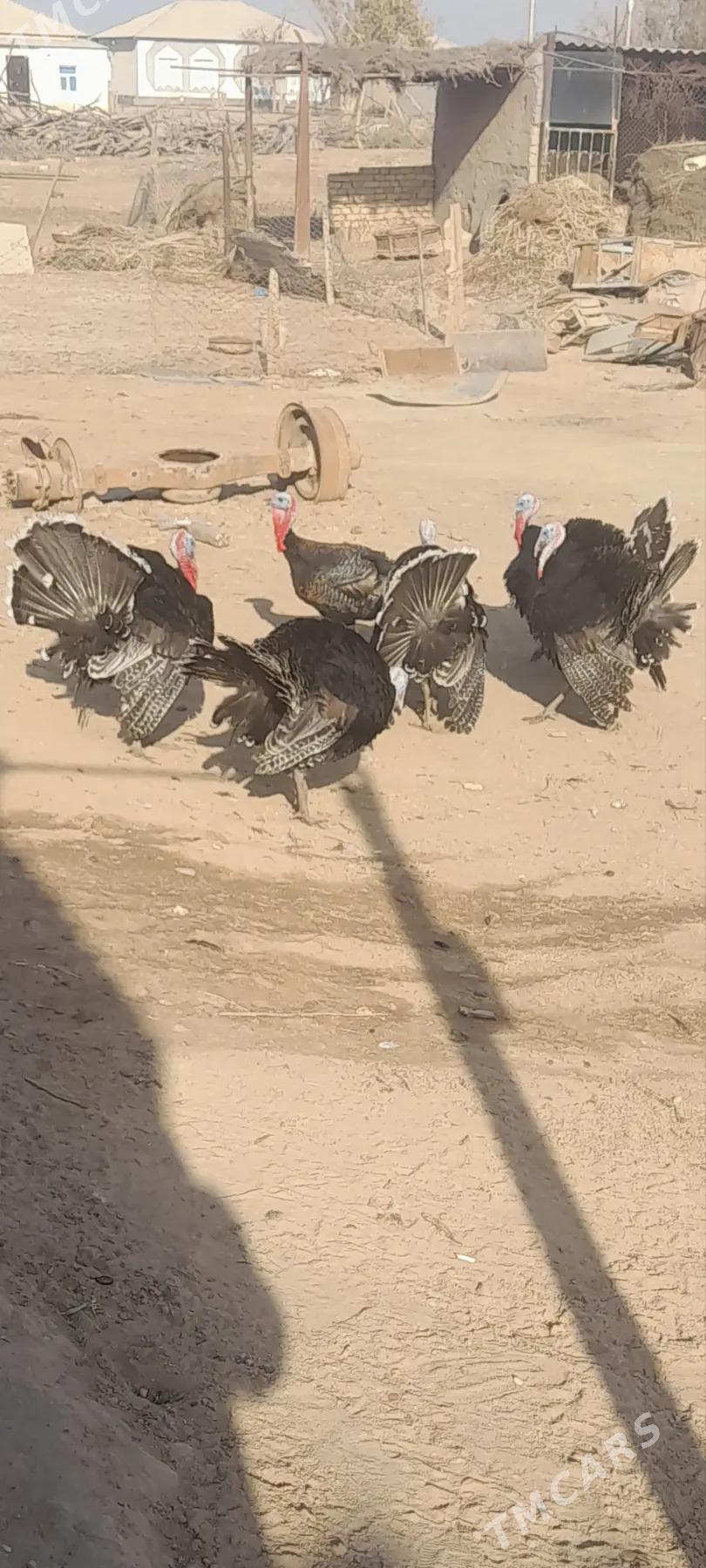 İNDUK HORAZAR - Теджен - img 2