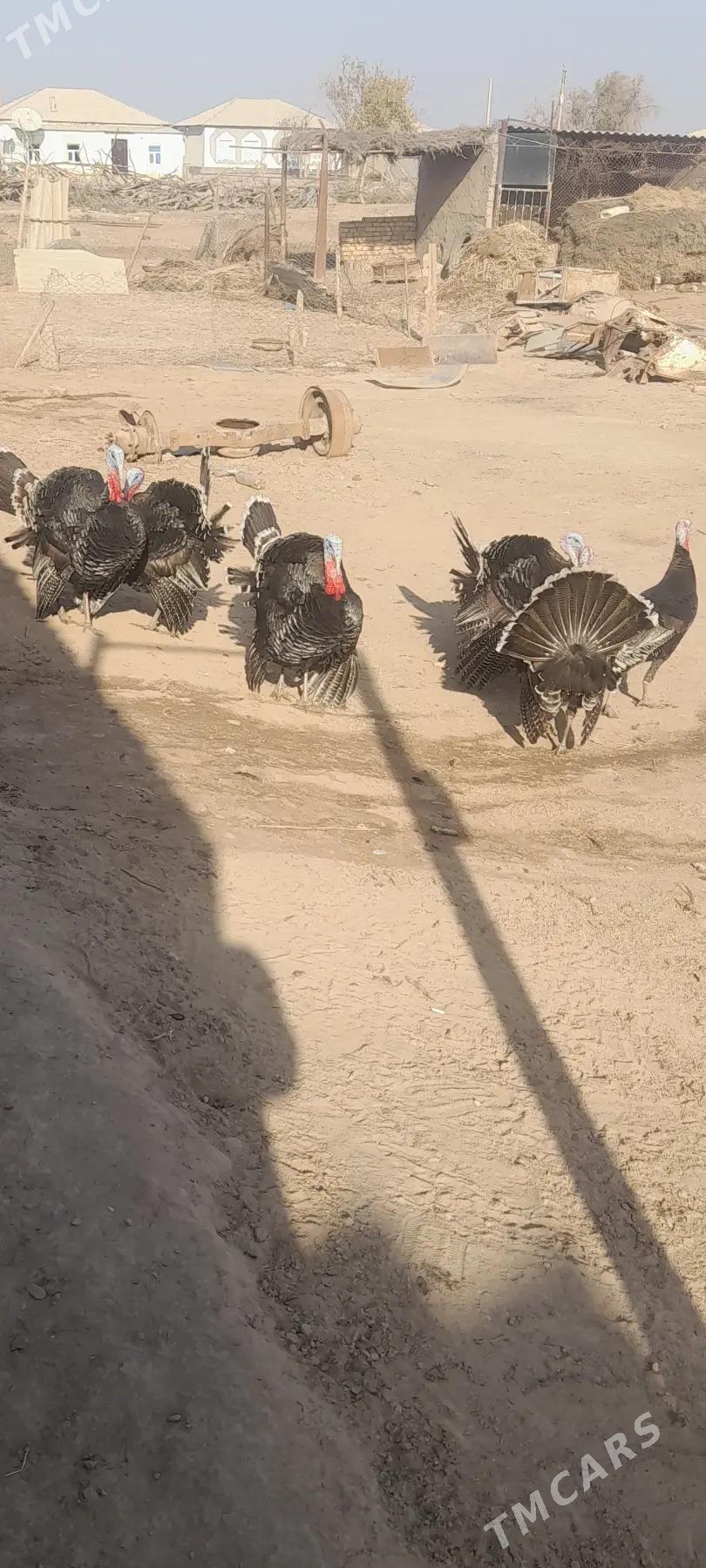 İNDUK HORAZAR - Теджен - img 3