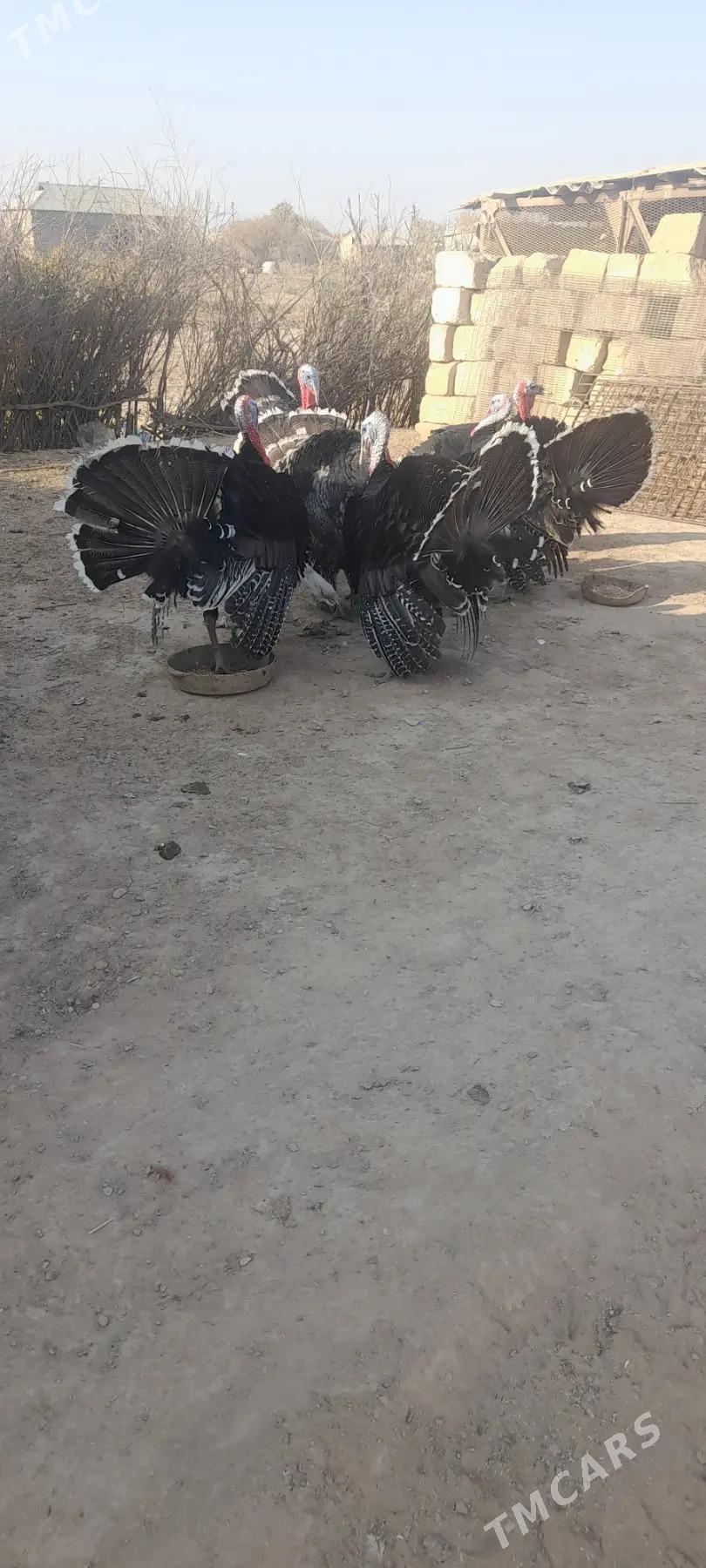 İNDUK HORAZAR - Теджен - img 4