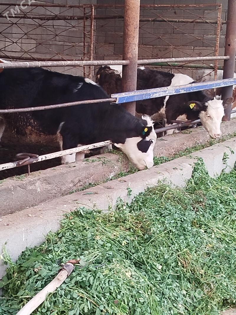 orginal galisteyin tuweler - Bagyr - img 2