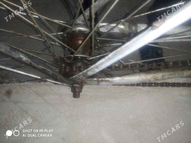 27lik welsapet - Sakarçäge - img 3