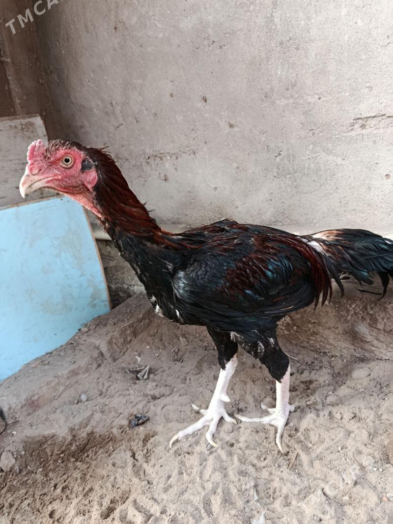 horaz - Türkmenabat - img 4