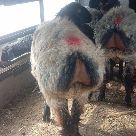 issek tokly goyun - Aşgabat - img 1