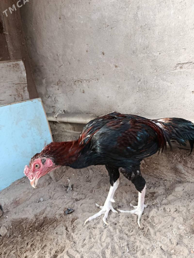 horaz - Türkmenabat - img 3