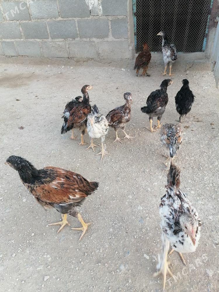 Paroda jujeler - Gumdag - img 2