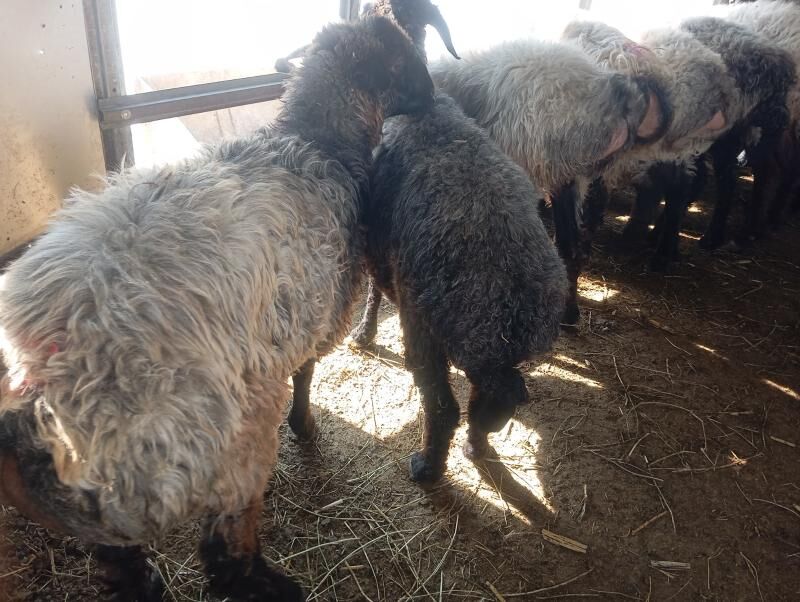 issek tokly goyun - Aşgabat - img 8