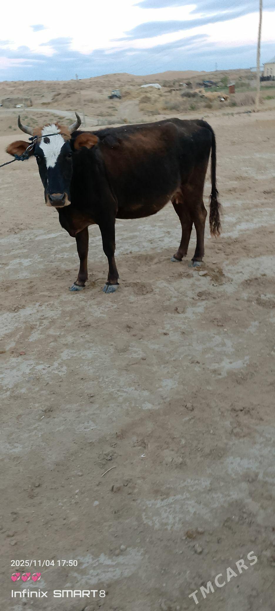 SYGYR - Туркменгала - img 2