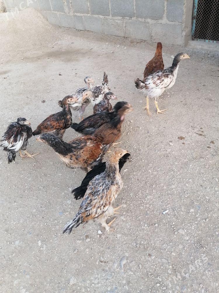 Paroda jujeler - Gumdag - img 3