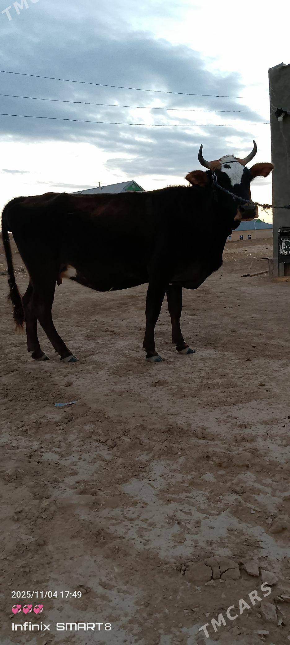 SYGYR - Туркменгала - img 1