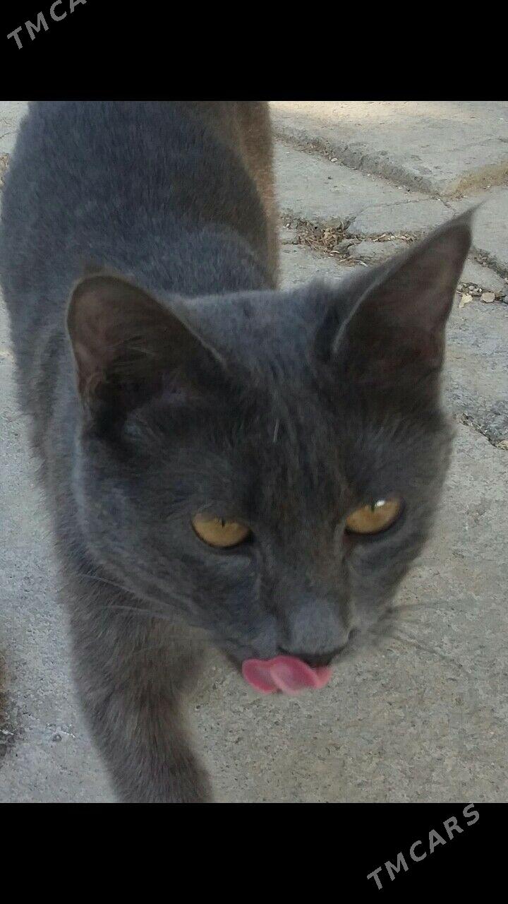 кошка - 30 мкр - img 2