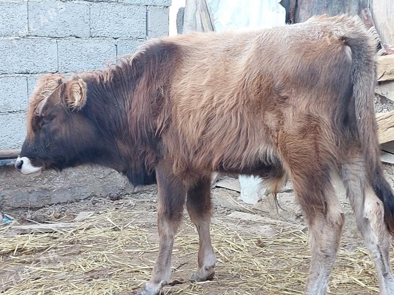 okuz - Balkanabat - img 1