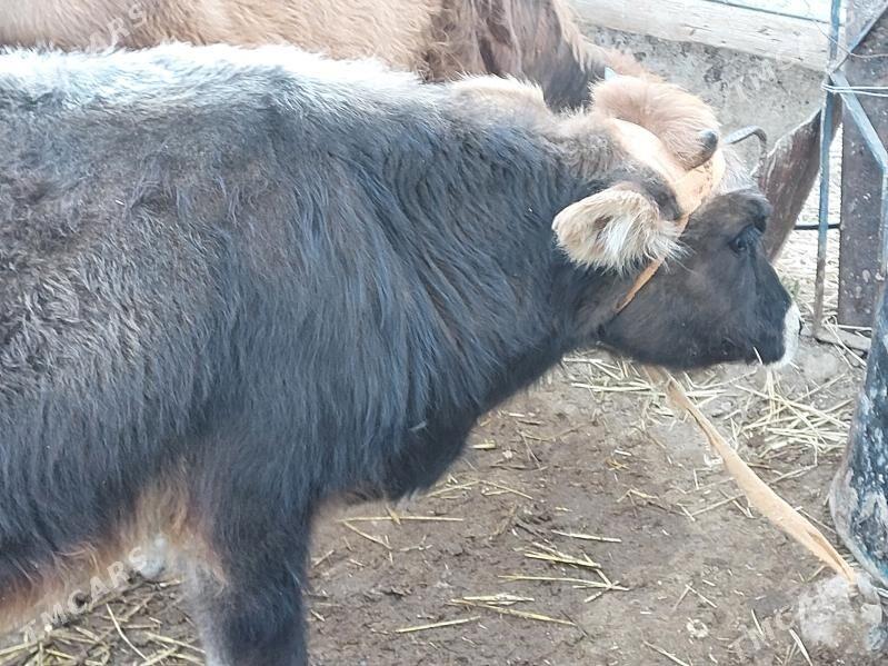 okuz - Balkanabat - img 7