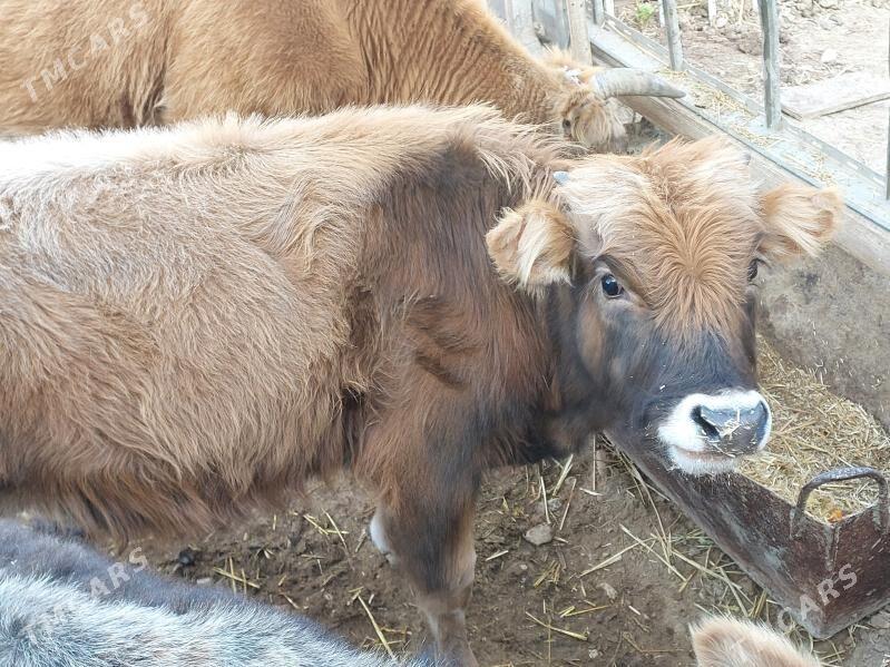 okuz - Balkanabat - img 8