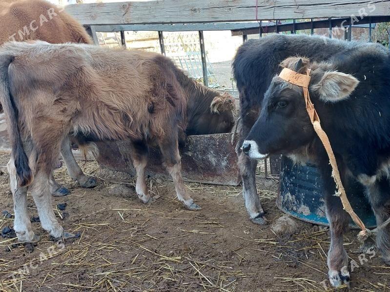 okuz - Balkanabat - img 5