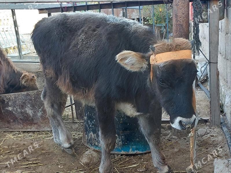 okuz - Balkanabat - img 6