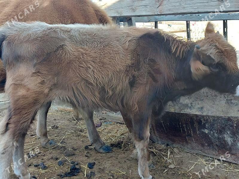 okuz - Balkanabat - img 9