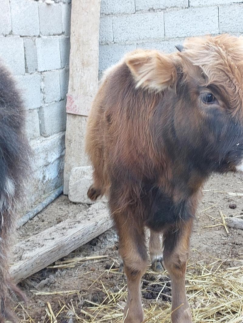 okuz - Balkanabat - img 3