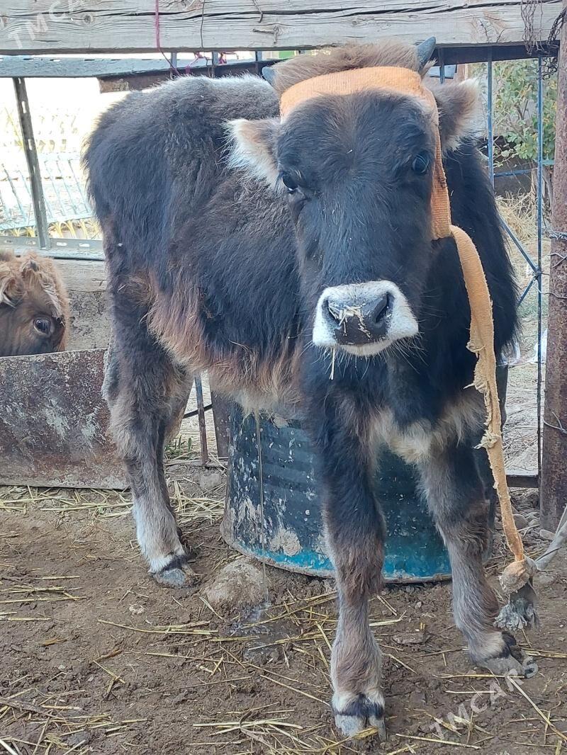 okuz - Balkanabat - img 4