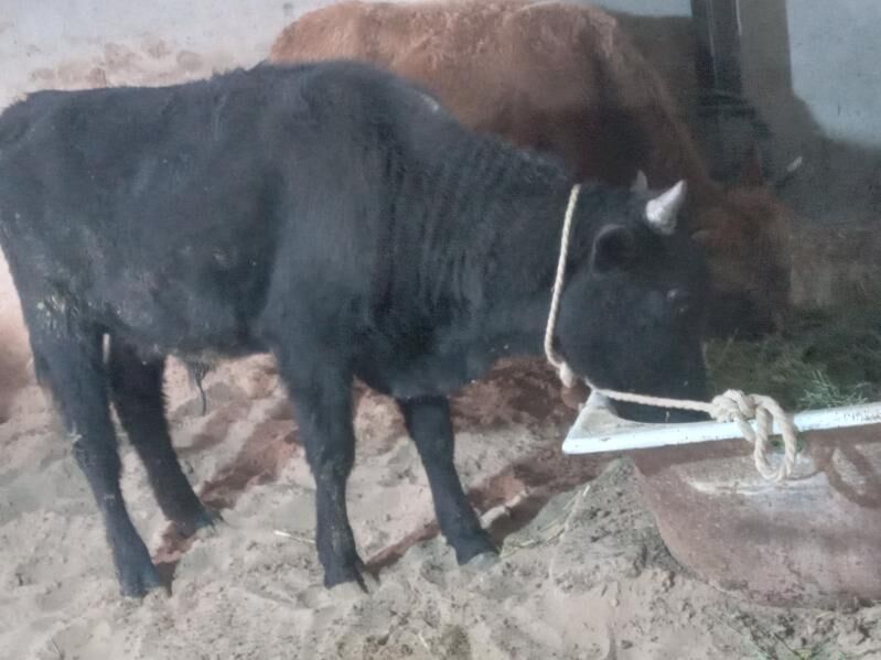 2.okiz - Büzmeýin - img 3